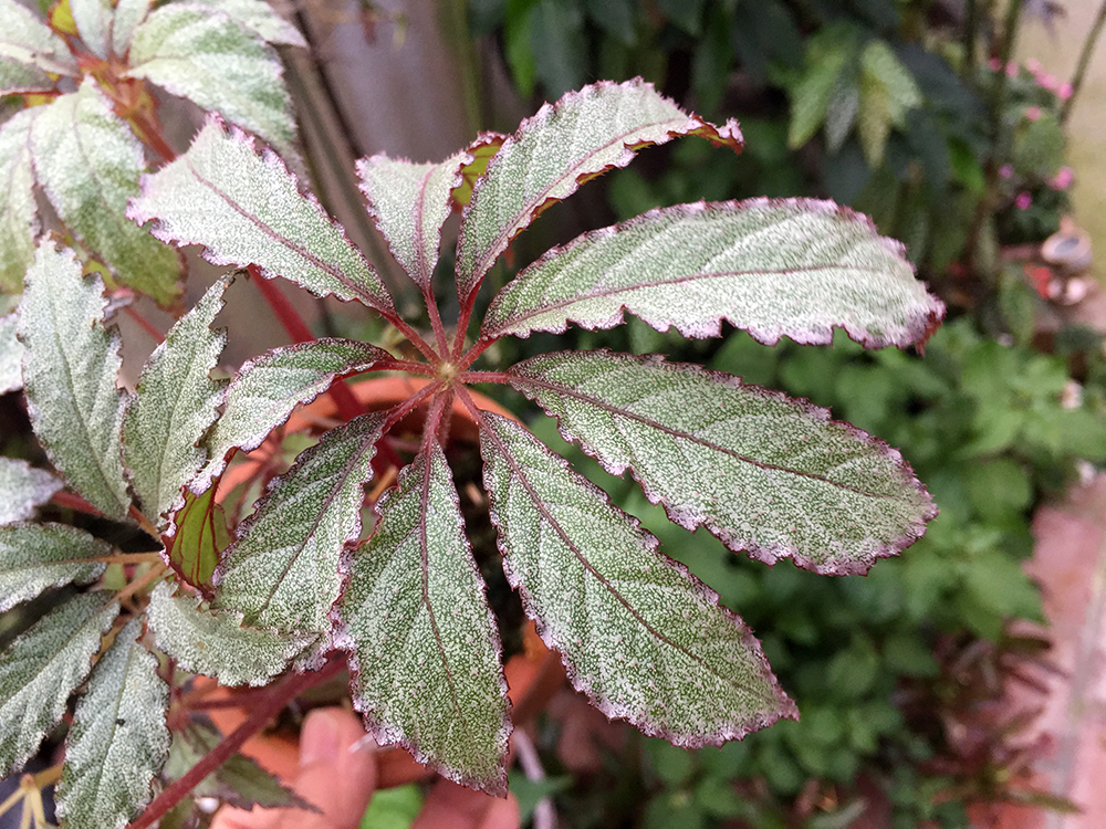 B. ‘Frosted Star’